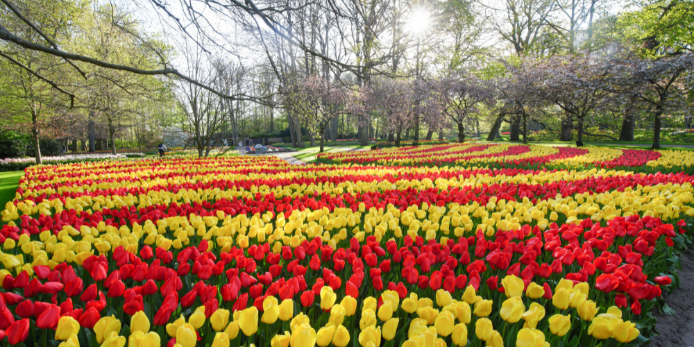  Foto zu Keukenhof 2023 1000×500 – Museums & Activities in Amsterdam 