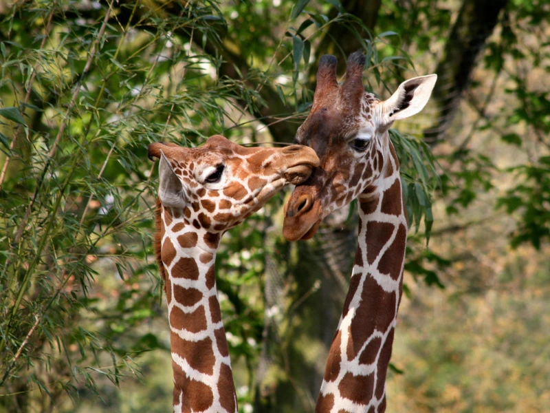 Fotos featured Artis